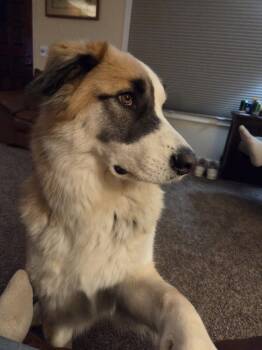 Husky and Shepherd Dogs Available for Adoption in St. Helens, Oregon - Hank | PetCurious