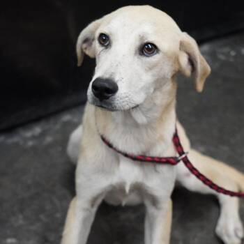 Daisy -  Mixed Breed Dog for Adoption in Evensville, Tennessee - Daisy | PetCurious