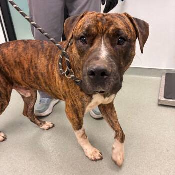 Commodus -  Cane Corso and Mixed Breed Dog for Adoption in Abilene, Texas - Commodus | PetCurious