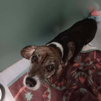 George (prev Grumpy) -  Beagle Dog for Adoption in Fairfax Station, Virginia - George (prev Grumpy) | PetCurious