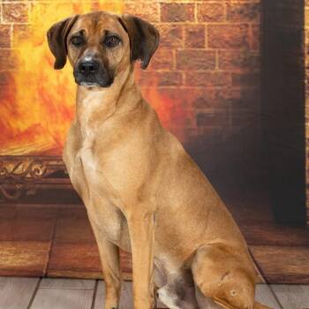 Festus -  Redbone Coonhound Dog for Adoption in Newport, Tennessee - Festus | PetCurious