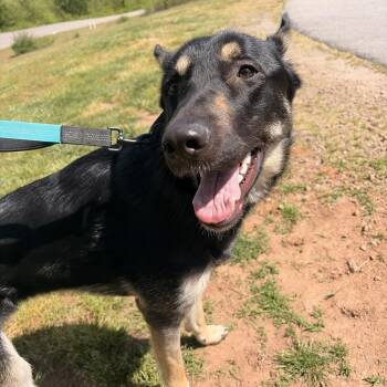 German Shepherd Dog Dogs Available for Adoption in Franklin, North Carolina - Ammo | PetCurious