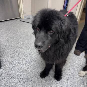 Nello -  Newfoundland Dog and Great Pyrenees Dog for Adoption in Chicago, Illinois - Nello | PetCurious
