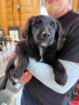 Joey -  Australian Shepherd and Golden Retriever Dog for Adoption in Severance, Colorado - Joey | PetCurious