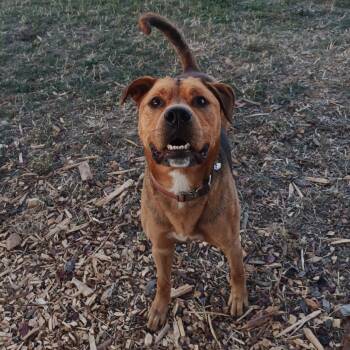 Rescue Mixed Breed Dogs for Adoption in Washougal, Washington - Crosby | PetCurious