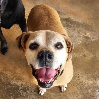 Rescue Boxer Dogs for Adoption in Midland, Texas - Peyton | PetCurious