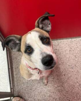 Gypsy -  Mixed Breed Dog Available for Adoption in Kansas City, Missouri - Gypsy | PetCurious