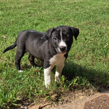 Finch -  Mixed Breed Dog for Adoption in Breese, Illinois - Finch | PetCurious