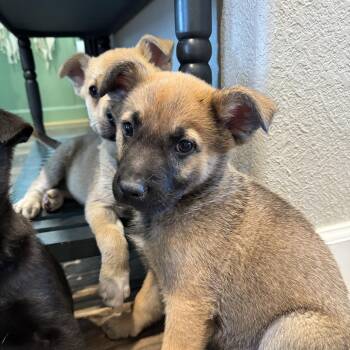 German Shepherd Dog Dogs Available for Adoption - CINNAMON! | PetCurious