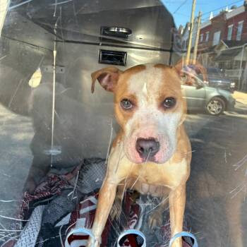Rosalie -  Mixed Breed Dog for Adoption in Philadelphia, Pennsylvania - Rosalie | PetCurious
