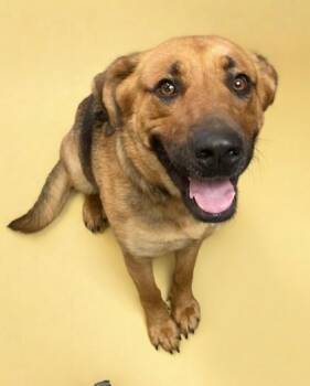 Shepherd and Mixed Breed Dogs Available for Adoption in Bowling Green, Kentucky - Lyla | PetCurious