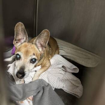 Chihuahua Dogs Available for Adoption in Columbus, North Carolina - Walter | PetCurious