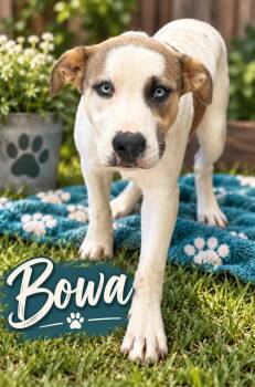 Bowa CCAC -  Pit Bull Terrier Dog for Adoption in Chickamauga, Georgia - Bowa CCAC | PetCurious