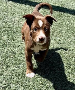 MASON -  Border Collie and Mixed Breed Dog for Adoption in Salinas, California - MASON | PetCurious