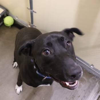 Rescue Boxer and Labrador Retriever Dogs for Adoption in Sioux City, Iowa - Ra | PetCurious