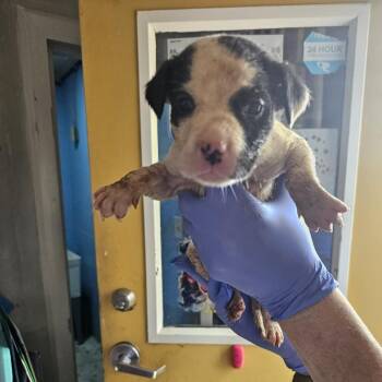 Mixed Breed Dogs Available for Adoption - TNGC-Stray-1103 | PetCurious