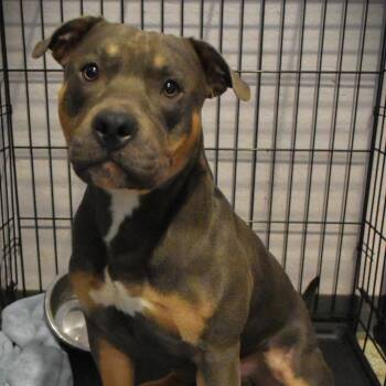 Mixed Breed Dogs Available for Adoption - Stormboli | PetCurious