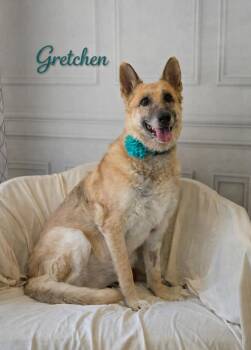 Gretchen -  Belgian Shepherd Laekenois and Mixed Breed Dog for Adoption in Bolivar, Tennessee - Gretchen | PetCurious