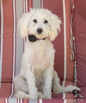 Meadow Rue -  Maltese Dog for Adoption in Las Vegas, Nevada - Meadow Rue | PetCurious