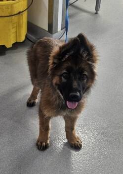 Rescue German Shepherd Dog and Mixed Breed Dogs for Adoption in Fort Worth, Texas - 59832156 | PetCurious