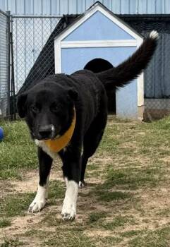 Border Collie and Mixed Breed Dogs Available for Adoption in Balch Springs, Texas - Bubby | PetCurious