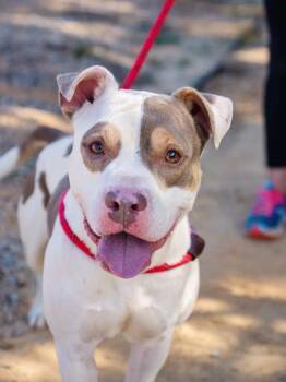 Petey -  Pit Bull Terrier and Mixed Breed Dog for Adoption in Atlanta, Georgia - Petey | PetCurious