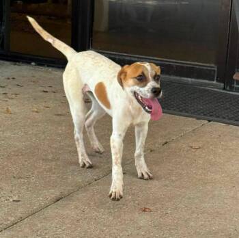 Pixie -  Terrier Dog for Adoption in Baton Rouge, Louisiana - Pixie | PetCurious