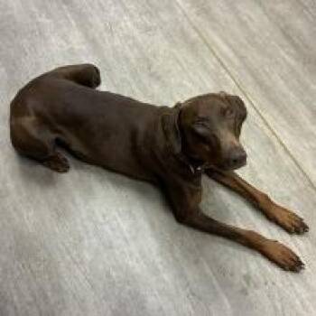 Doberman Pinscher Dogs Available for Adoption in Pasadena, California - Barbara | PetCurious