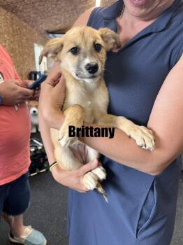 Brittany -  Labrador Retriever and American Eskimo Dog Dog for Adoption in Irwin, Pennsylvania - Brittany | PetCurious