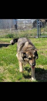 German Shepherd Dog Dogs Available for Adoption in Wabash, Indiana - Geo | PetCurious