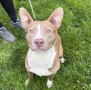 Rescue Mixed Breed Dogs for Adoption in Brookhaven, New York - Queenie | PetCurious