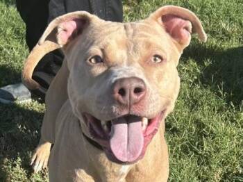 Rescue Mixed Breed Dogs for Adoption in Georgetown, Texas - Sandy | PetCurious