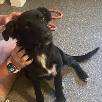 Lovie -  Flat Coated Retriever and Australian Shepherd Dog for Adoption in Metamora, Michigan - Lovie | PetCurious