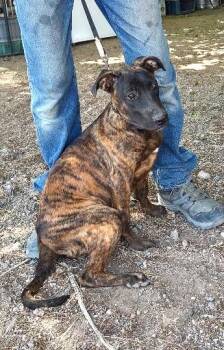 Rescue Belgian Shepherd Malinois Dogs for Adoption in Golden Valley, Arizona - Hialeah | PetCurious