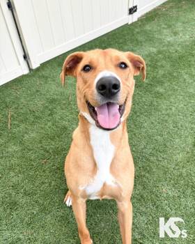 Hermes -  Rhodesian Ridgeback and American Staffordshire Terrier Dog for Adoption - Hermes | PetCurious