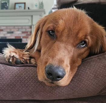 Golden Retriever Dogs Available for Adoption in New Canaan, Connecticut - Aime | PetCurious