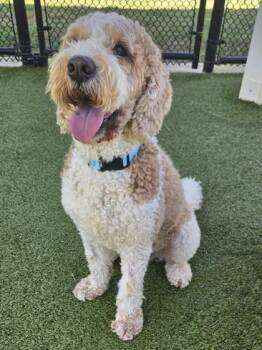 Auggie -  Standard Poodle and Labrador Retriever Dog for Adoption in Daphne, Alabama - Auggie | PetCurious