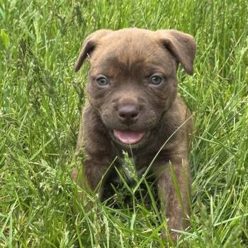 Pit Bull Terrier and Mixed Breed Dogs Available for Adoption in Bristol, Indiana - Becky | PetCurious