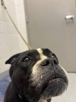 WUMBO -  American Bulldog and Mixed Breed Dog for Adoption in Indianapolis, Indiana - WUMBO | PetCurious