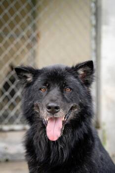 Burapa aka Burtie -  Retriever and Mixed Breed Dog for Adoption in North Reading, Massachusetts - Burapa Aka Burtie | PetCurious
