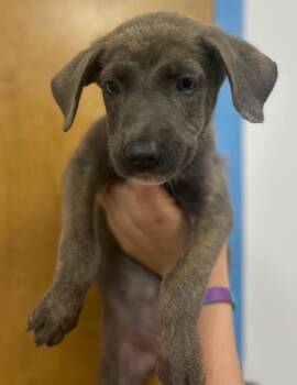 Pebblegut (Px2) -  German Shepherd Dog Dog for Adoption in Hartsville, South Carolina - Pebblegut (Px2) | PetCurious