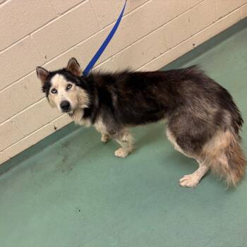 Peanut -  Mixed Breed Dog for Adoption in Memphis, Tennessee - Peanut | PetCurious