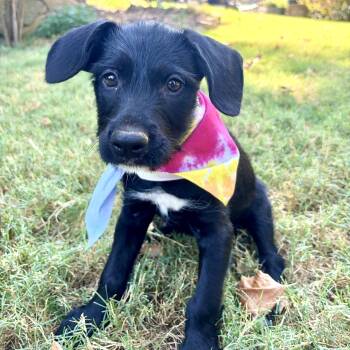 Lucas -  Schnoodle and Schnauzer Dog for Adoption - Lucas | PetCurious