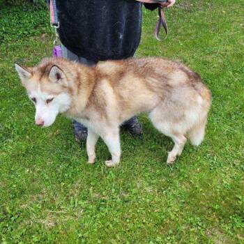 Dolly -  Siberian Husky Dog for Adoption in Carol Stream, Illinois - Dolly | PetCurious