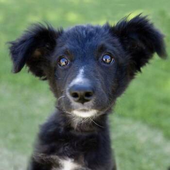 Scamp -  Border Collie Dog for Adoption in Oakland, California - Scamp | PetCurious