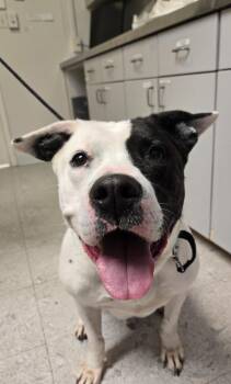 Terrier and Pit Bull Terrier Dogs Available for Adoption - Graham | PetCurious