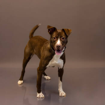 Rescue Labrador Retriever and Pit Bull Terrier Dogs for Adoption in Lawrenceville, Georgia - Pen 169c Frissa | PetCurious