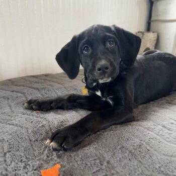 Retriever and Spaniel Dogs Available for Adoption in Fargo, North Dakota - Zipdrive | PetCurious