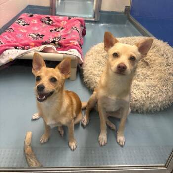 Gia -  Terrier Dog for Adoption in Brockton, Massachusetts - Gia | PetCurious