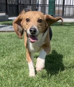 Beagle Dogs Available for Adoption in Hainesville, Illinois - Buddy | PetCurious